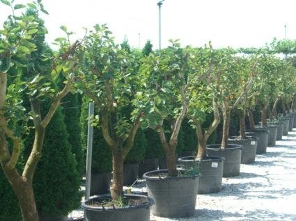 Kaki (Diospyros Kaki) - Afbeelding 5