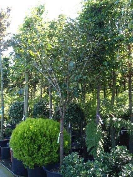 Kaki (Diospyros Kaki) - Afbeelding 4