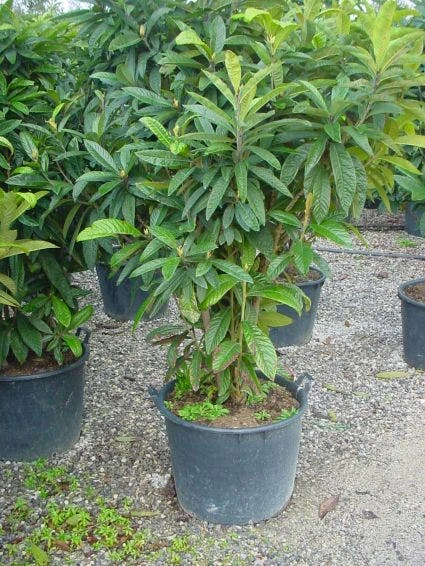 Japanse Mispel (Eriobotrya Japonica) - Afbeelding 2