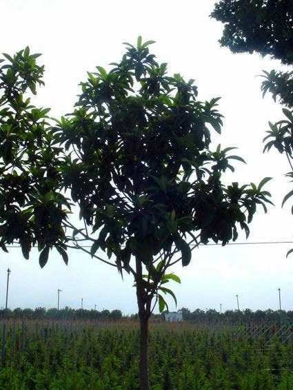 Japanse Mispel Als Boom (Eriobotrya Japonica) - Afbeelding 2