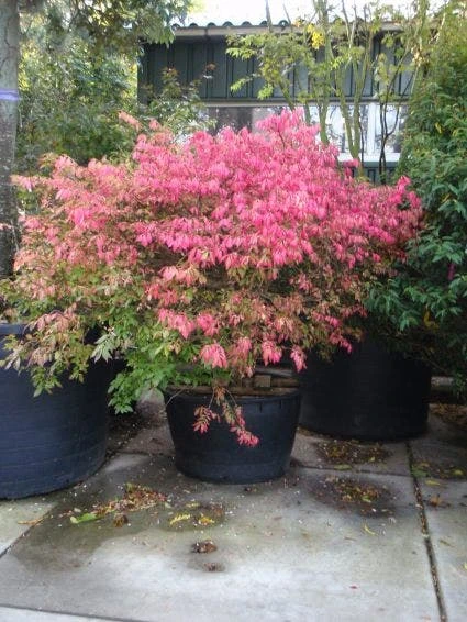 Kardinaalshoed (Euonymus Alatus) - Afbeelding 4