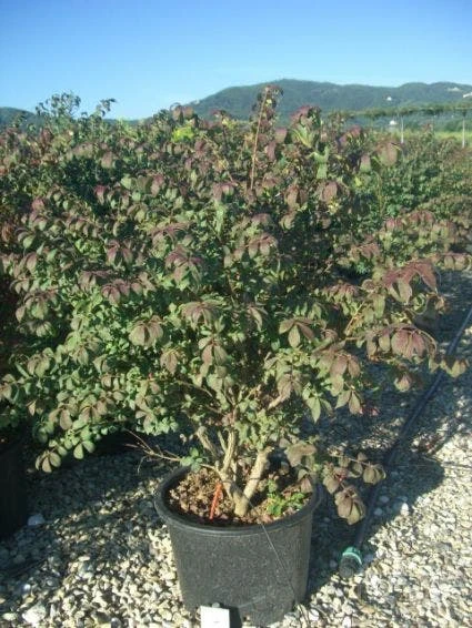 Kardinaalshoed (Euonymus Alatus 'Compactus') - Afbeelding 2