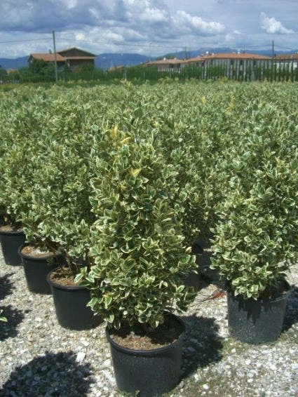 Kardinaalshoed (Euonymus Japonicus 'Bravo')