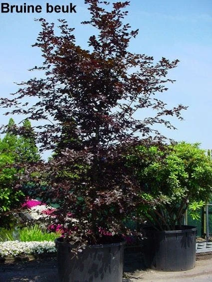 Rode Beukenboom (Fagus Sylvatica 'Atropunicea' ) - Afbeelding 5