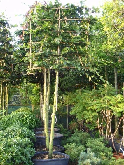 Groene Beuk Als Leiboom (Fagus Sylvatica) - Afbeelding 2