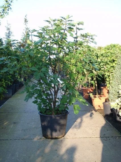 Vijg (Ficus Carica) - Afbeelding 4