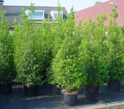 Hulst (Ilex Aquifolium 'Silver Queen') - Afbeelding 5