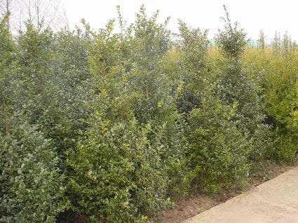 Blauwe Hulst (Ilex Meserveae 'Blue Prince') - Afbeelding 3