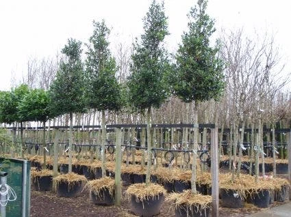 Hulst Als Boom (Ilex 'Nellie R. Stevens') - Afbeelding 3