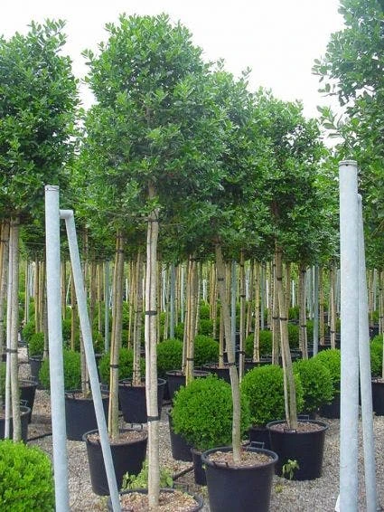 Hulst Als Boom (Ilex 'Nellie R. Stevens') - Afbeelding 2