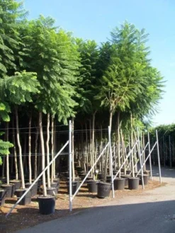 Jacaranda (Jacaranda Mimosifolia)