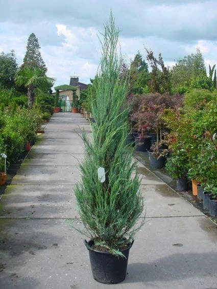 Jeneverbes (Juniperus Scopulorum 'Skyrocket') - Afbeelding 4