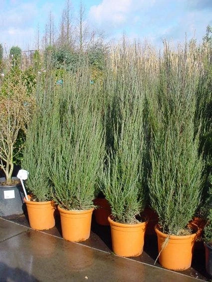 Jeneverbes (Juniperus Scopulorum 'Skyrocket') - Afbeelding 3