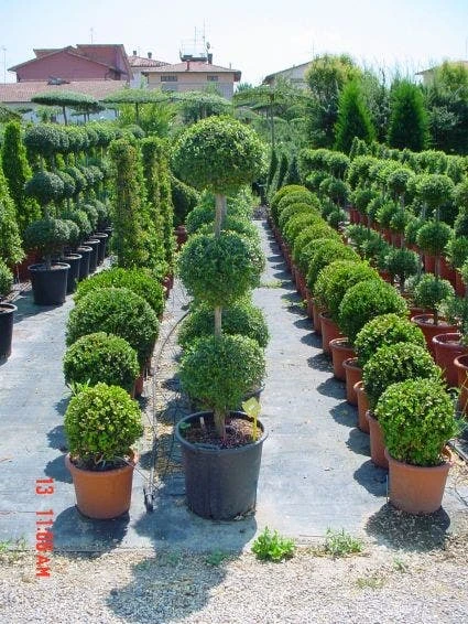 Liguster In Triobol (Ligustrum Delavayanum) - Afbeelding 2