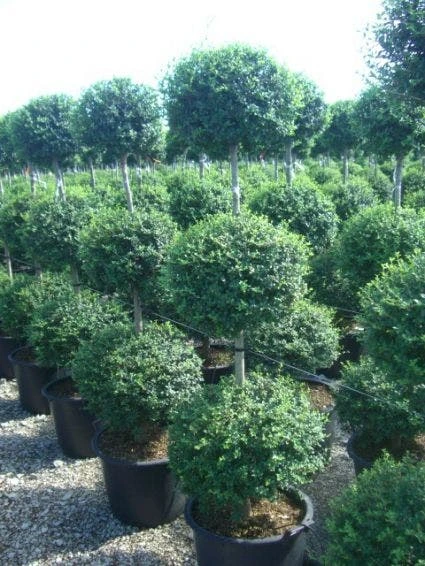 Liguster In Triobol (Ligustrum Delavayanum)