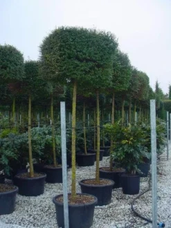 Liguster Op Stam (Ligustrum Delavayanum, Kubus)