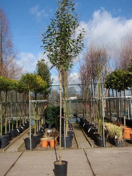 Liguster Als Boom (Ligustrum Japonicum) - Afbeelding 2