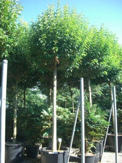 Liguster Als Boom (Ligustrum Japonicum)