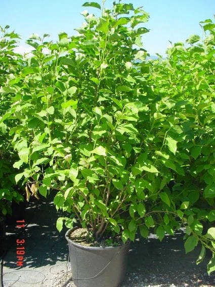 Beverboom (Magnolia 'Heaven Scent') - Afbeelding 2