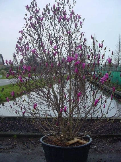 Beverboom, Struik (Magnolia Susan) - Afbeelding 3