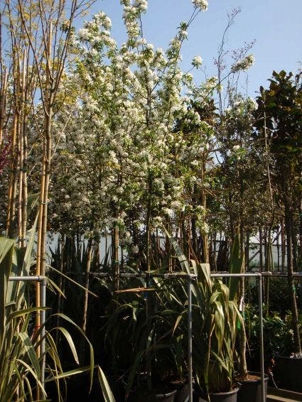 Sierappel (Malus 'John Downie') - Afbeelding 2