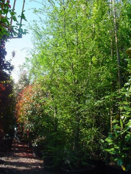 Schijnbeuk (Nothofagus Antarctica) - Afbeelding 3