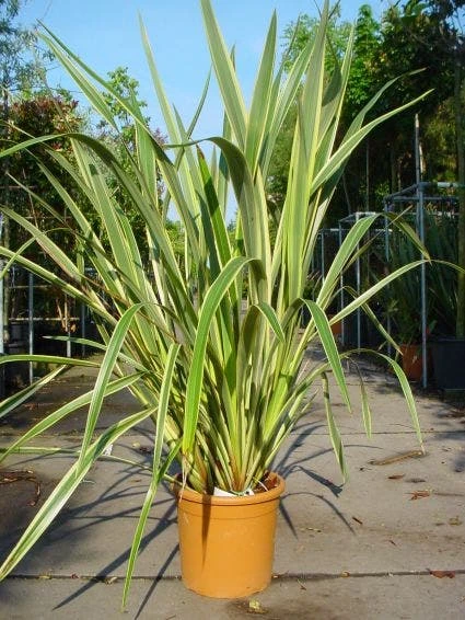Nieuw Zeelands Vlas (Phormium Tenax 'Variegatum') - Afbeelding 2