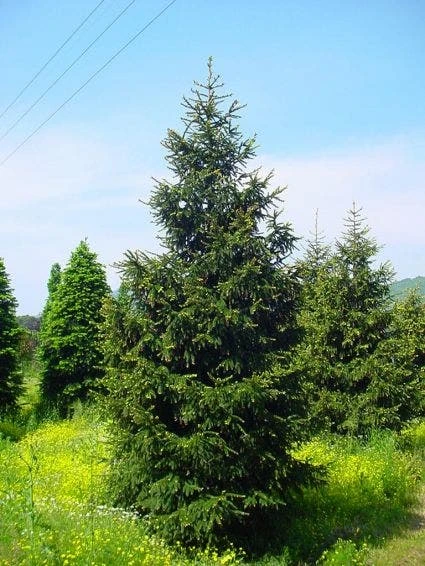 Kaukasische Spar (Picea Orientalis 'Aureospicata') - Afbeelding 2