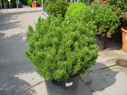 Bergden (Pinus Mugo Mughus) - Afbeelding 2