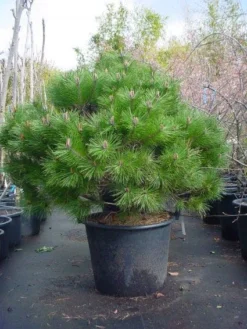 Bolvormige Den (Pinus Nigra 'Brepo')