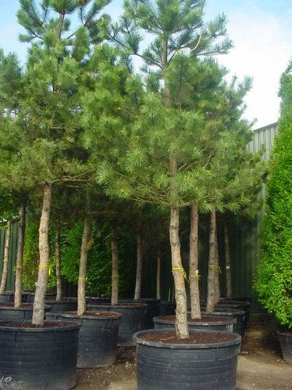 Oostenrijkse Den Als Boom (Pinus Nigra Nigra) - Afbeelding 2