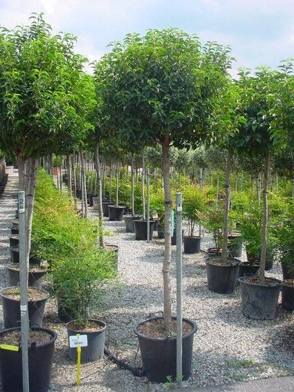 Portugese Laurier Op Stam (Prunus Lusitanica 'Angustifolia') - Afbeelding 3