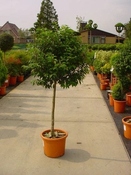 Portugese Laurier Op Stam (Prunus Lusitanica 'Angustifolia') - Afbeelding 2