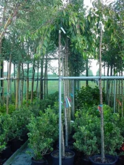 Japanse Treursierkers (Prunus 'Snow Fountain')