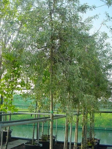 Treursierpeer (Pyrus Salicifolia 'Pendula') - Afbeelding 2