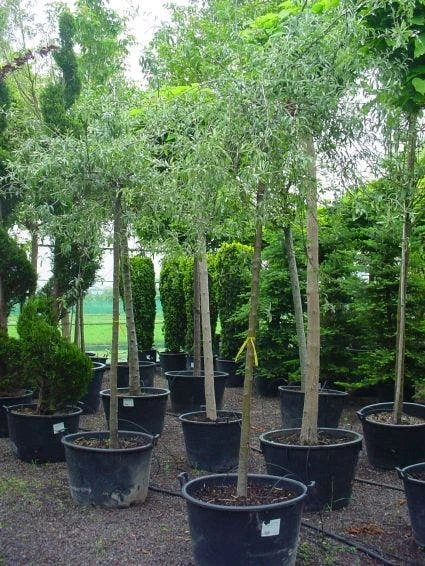 Treursierpeer (Pyrus Salicifolia 'Pendula') - Afbeelding 7