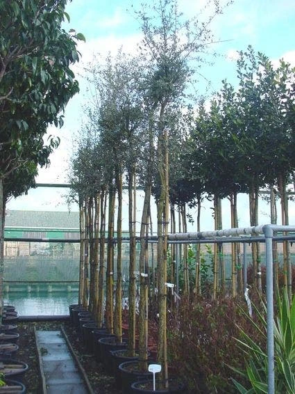 Kurkeik (Quercus Suber) - Afbeelding 2