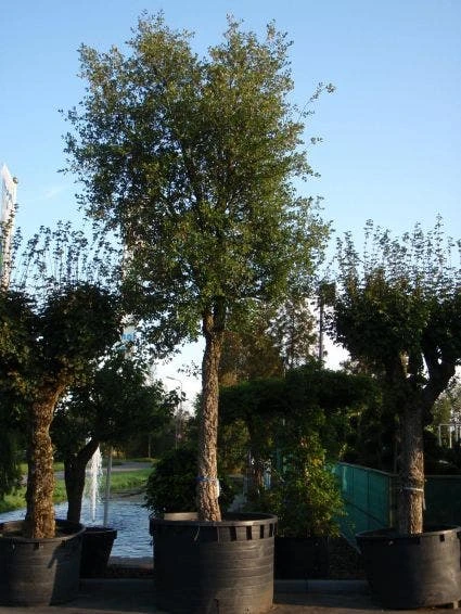 Kurkeik (Quercus Suber) - Afbeelding 3