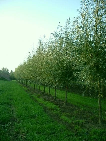 Knotwilg (Salix Alba) - Afbeelding 6