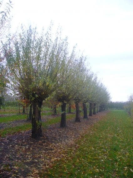 Knotwilg (Salix Alba) - Afbeelding 7