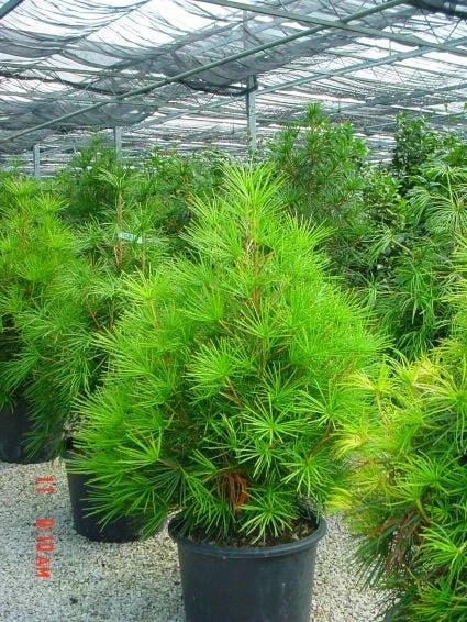 Japanse Parasolden (Sciadopitys Verticilata) - Afbeelding 2