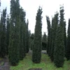 Zuiltaxus (Taxus Baccata 'Fastigiata Robusta')