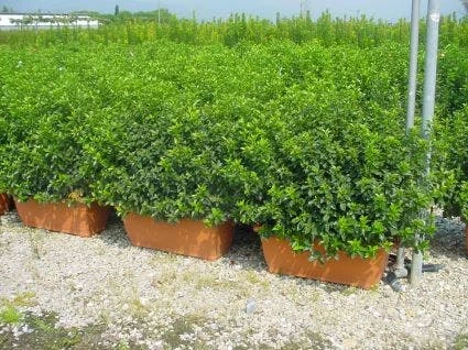 Sneeuwbal Meeneemhaag (Viburnum Tinus 'Eve Price') - Afbeelding 2