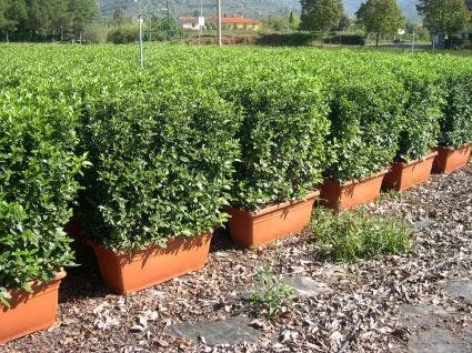 Sneeuwbal Meeneemhaag (Viburnum Tinus 'Eve Price')