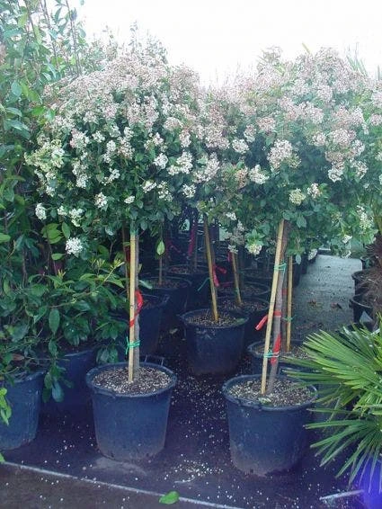 Sneeuwbal Op Stam (Viburnum Tinus 'Eve Price') - Afbeelding 3