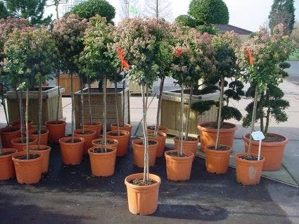 Sneeuwbal Op Stam (Viburnum Tinus 'Eve Price') - Afbeelding 6