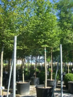 Haagbeuk Als Boom (Carpinus Betulus)