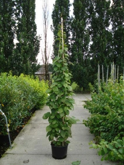 Sierkiwi (Actinidia Kolomikta) - Afbeelding 4