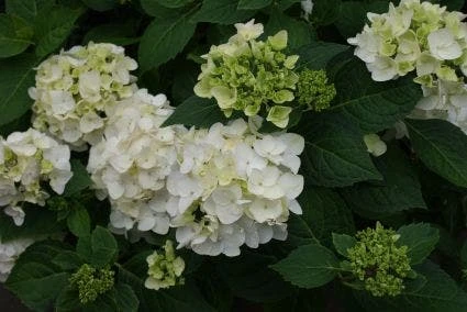 Hortensia (Hydrangea 'Endless Summer The Bride') - Afbeelding 2