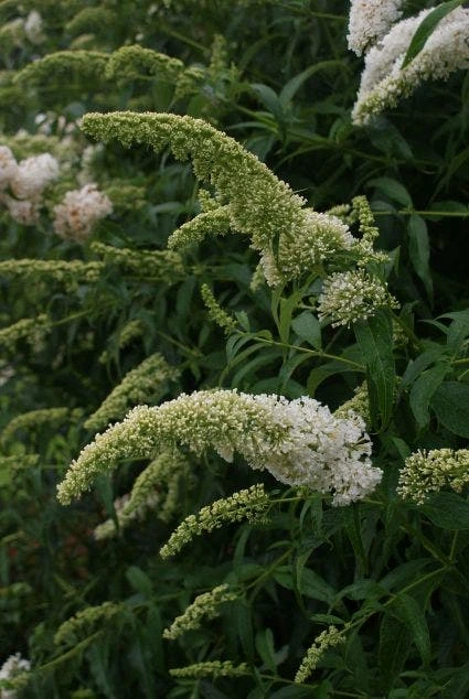 Vlinderstruik (Buddleja Davidii 'White Profusion')